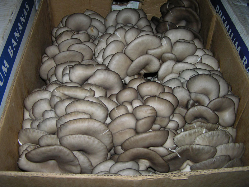 Как хранить грибы вешенки в домашних условиях