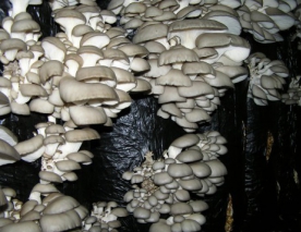 Mistrzom uprawy grzybów: gdzie lepiej kupić substrat do uprawy boczniaków?