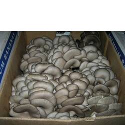 Hodowanie grzybów boczniaków