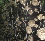 Wysokiej jakości grzybnia boczniaków hurt i detal!