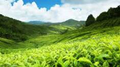 Najlepsza zielona herbata