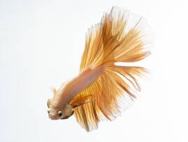 Ryba z melanotenii