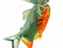 Ryba z cegły
