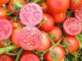Nasienie pomidorów