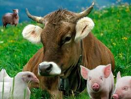 Zwierzęta i produkcja hodowli