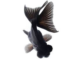 Ryba labiryntowa