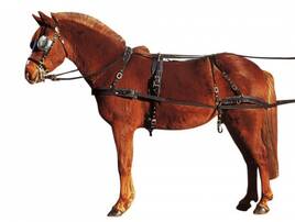 Wierzchowy-zaprzęgowe konie