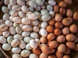 Inkubacyjne jajka