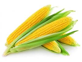 Nasienie kukurydzy