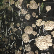 Kupić substratną grzybnię grzybów boczniaków
