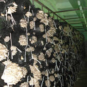 Substratna grzybnia boczniaków
